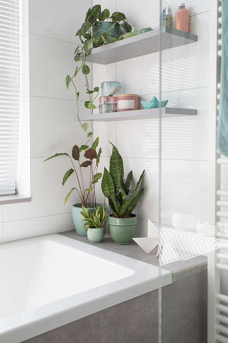 Houseplants and decorative shelves in a modern bathroom