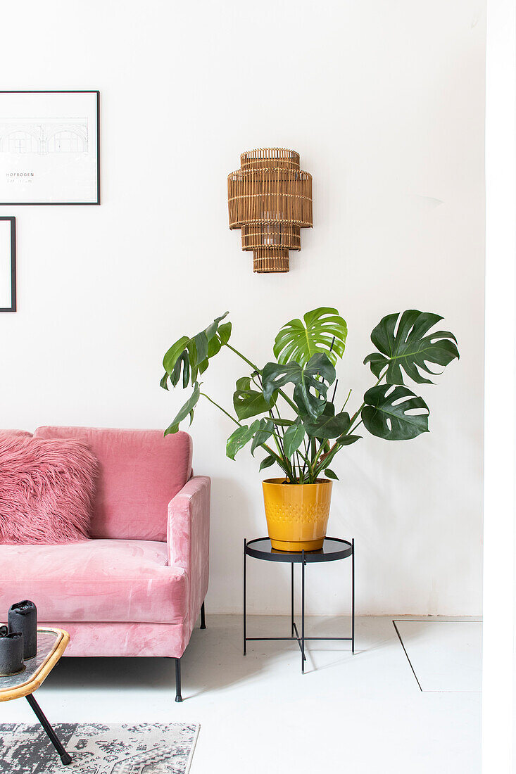 Rosa Sofa und Monstera-Pflanze im gelben Topf in modernem Wohnzimmer