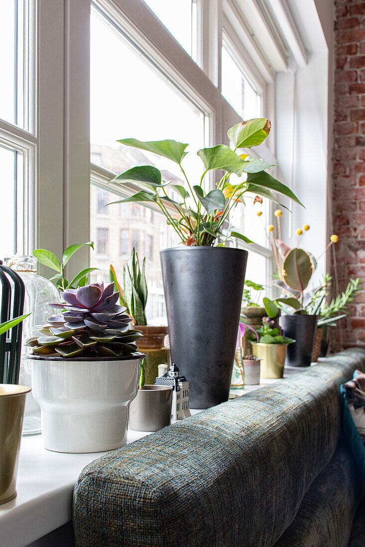 Potted plants on the windowsill in modern living room with brick wall