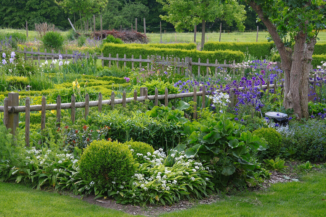 Cottage garden formally laid out in wooden fence with vegetable patch and flower beds