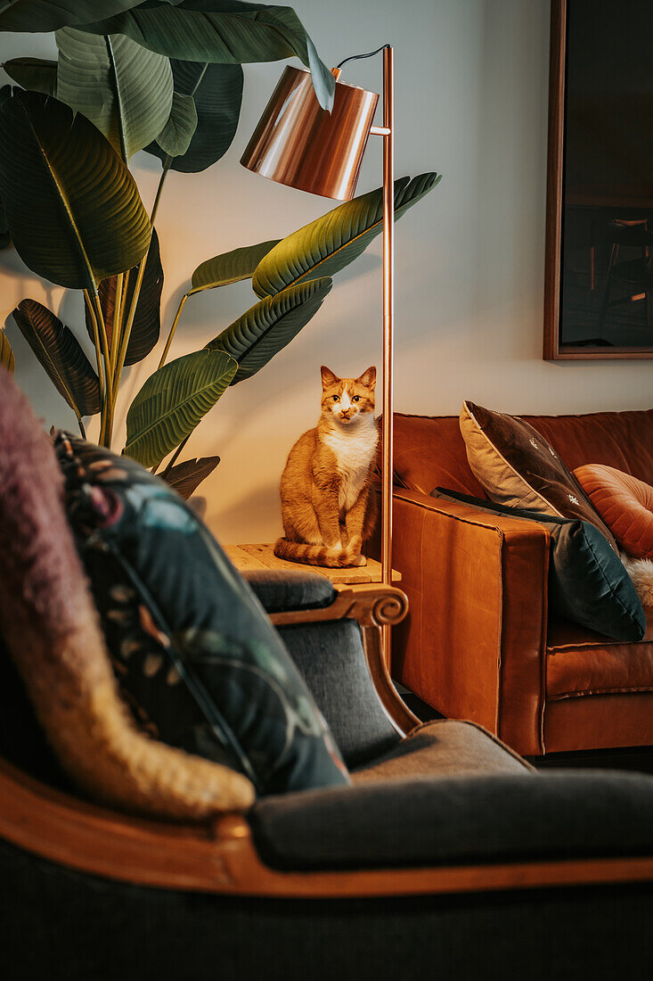 Reading corner with floor lamp and a cat on the table