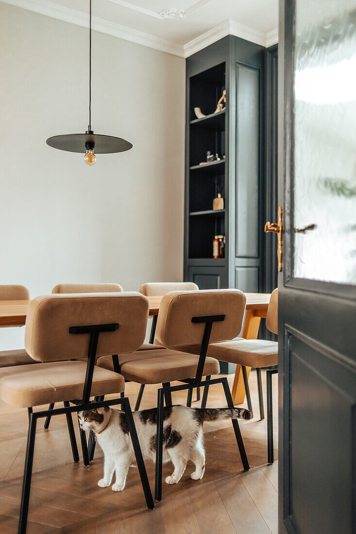 Cat in the dining room with designer chairs and black corner shelf