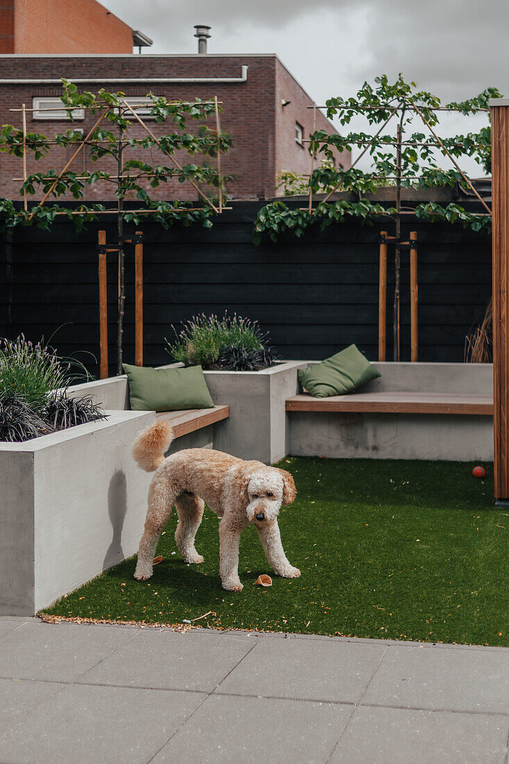 Hund auf Kunstrasen in modern gestaltetem Innenhof mit Holzbänken aus Beton