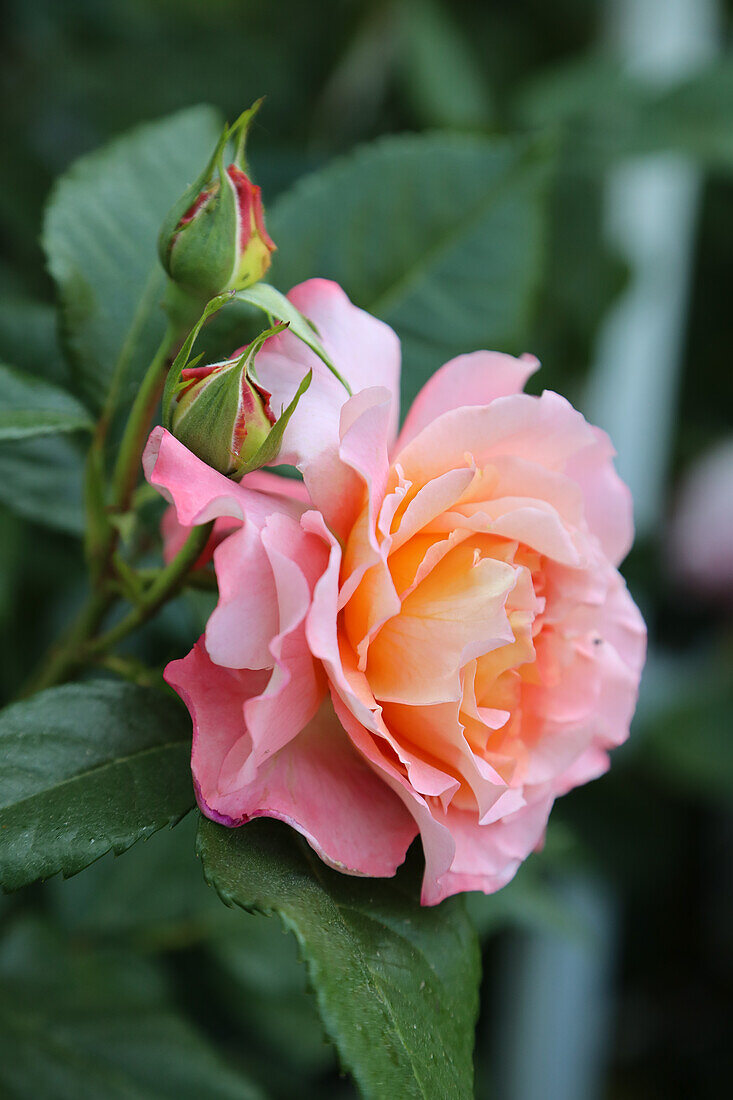 Rose 'Augusta Luise', Blütenportrait