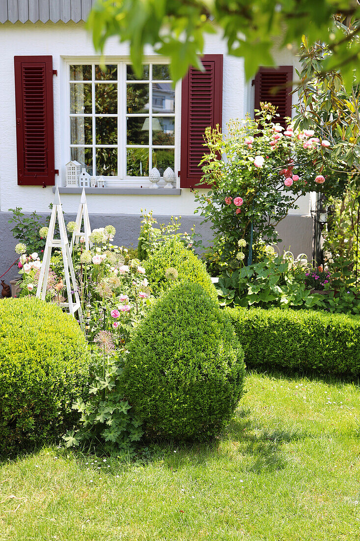 Vorgarten mit Rosen, Buchs und Rankhilfen