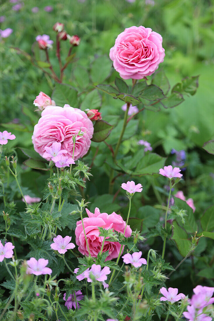 Rose 'Louise Odier' (Rosa) with cranesbill