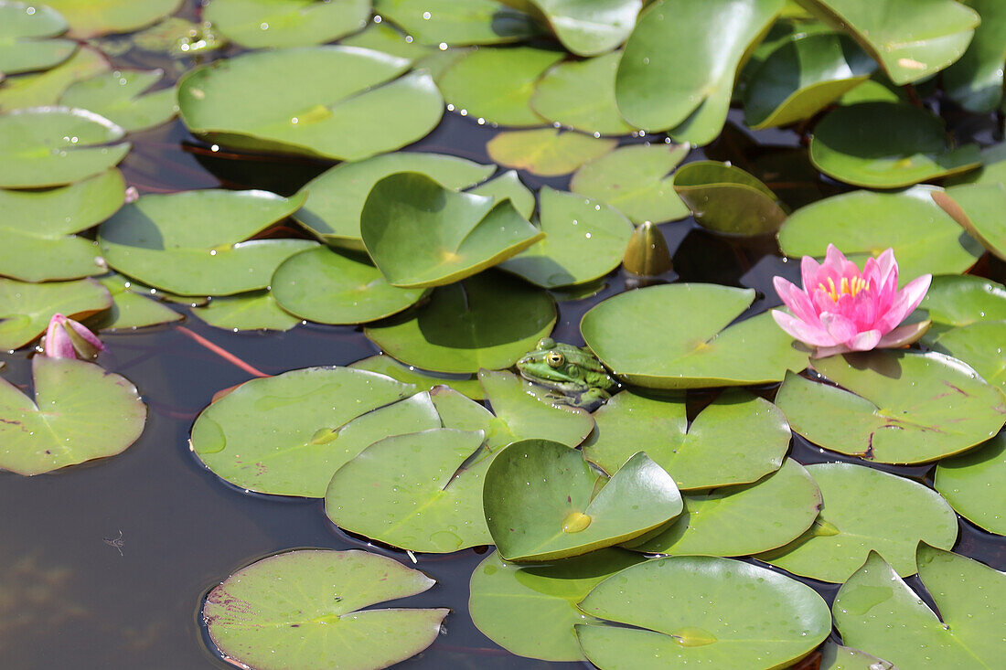 Water lily pond with flower and frog