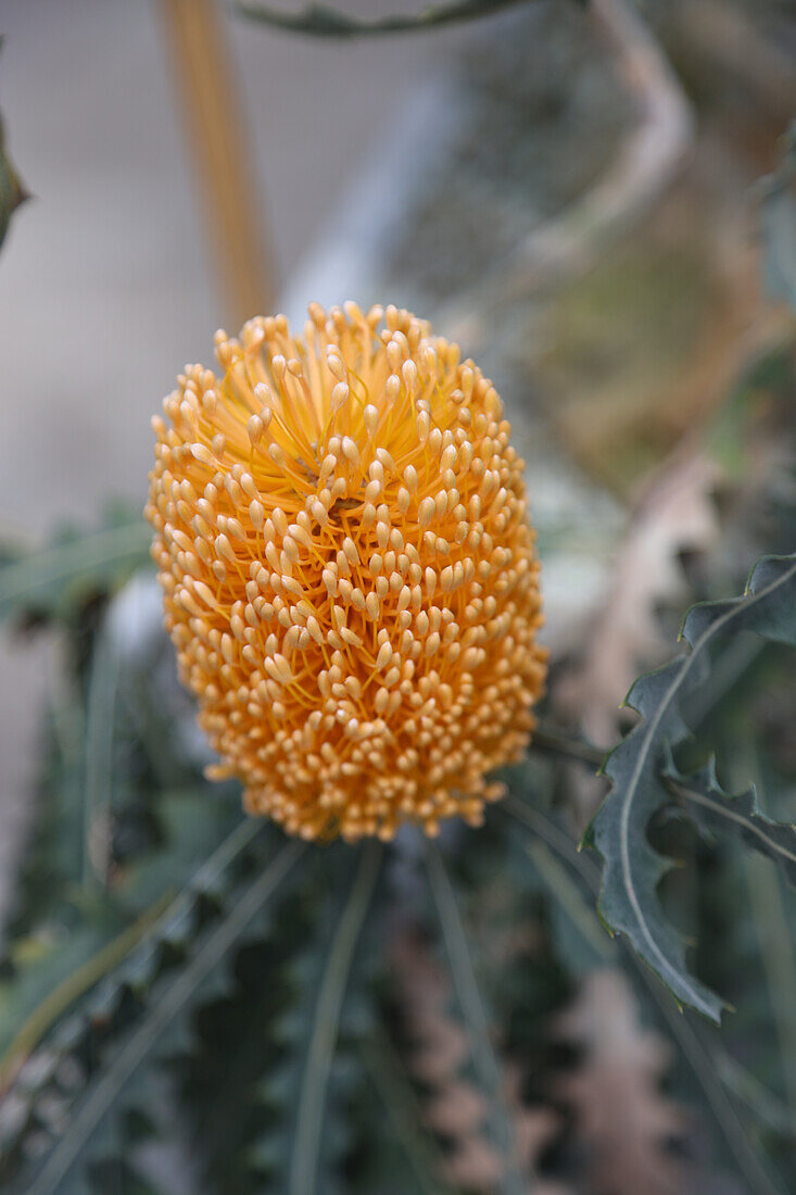 Blüte von Haarnadel-Banksia (auch Hairpin banksia, Banksia spinulosa)