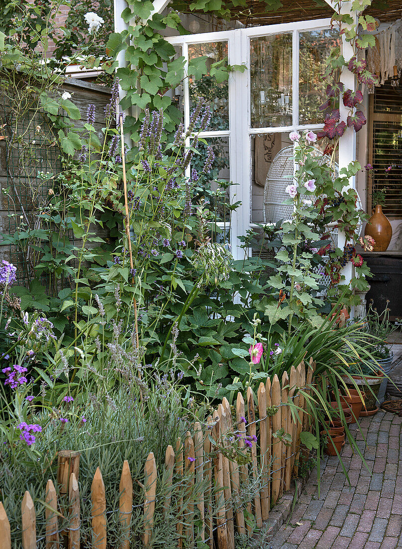 Bauerngarten mit Holzlattenzaun und Kletterpflanzen vor Fenster