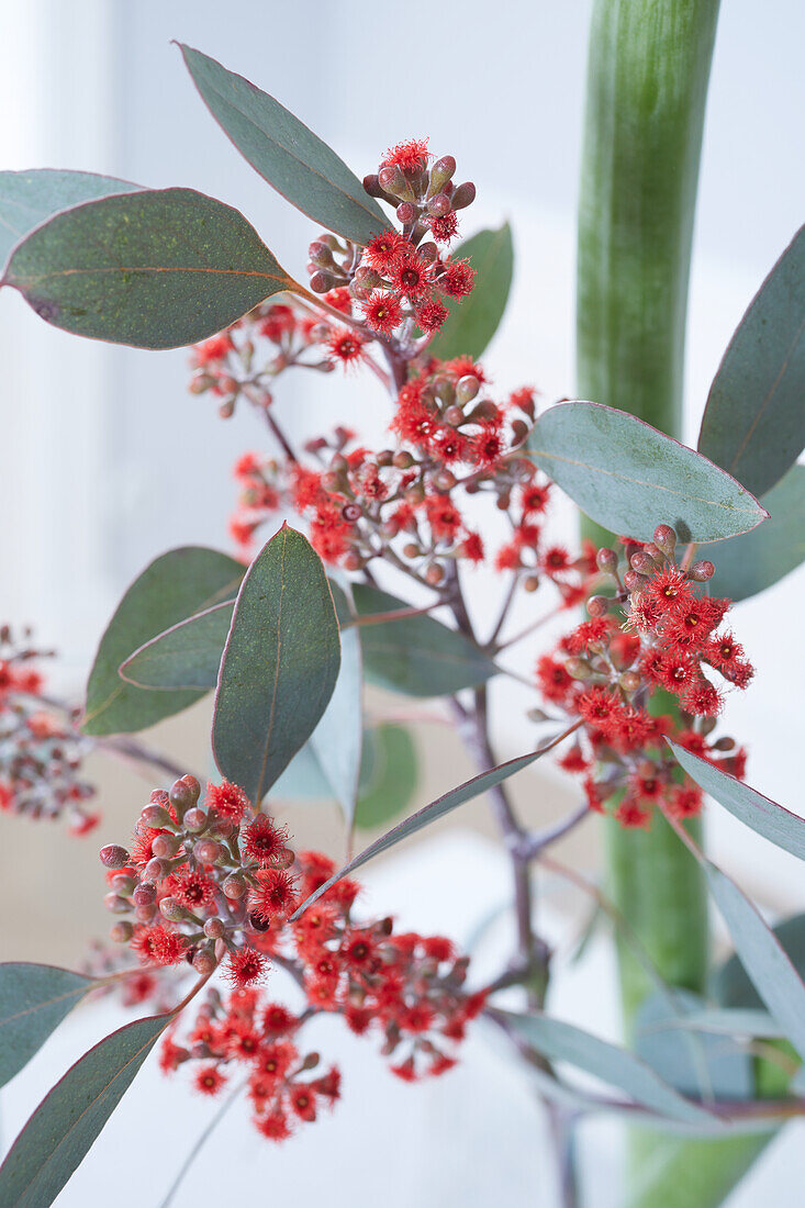 red bloomy eucalyptus