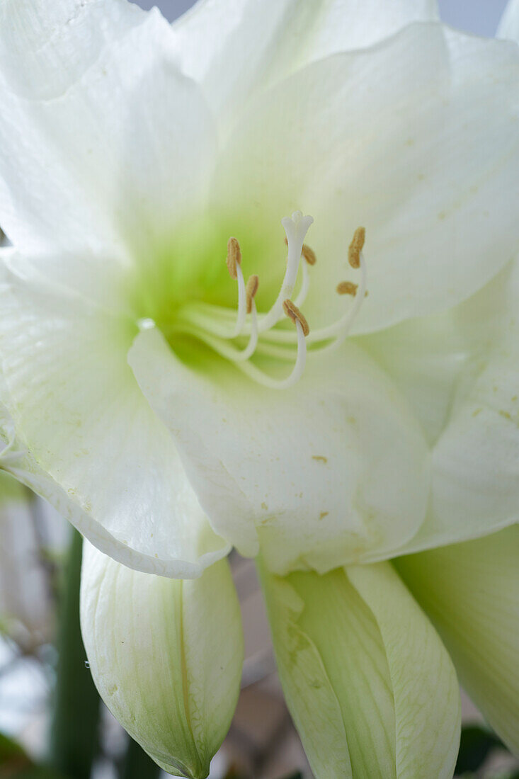 Weiße Amaryllisblüte