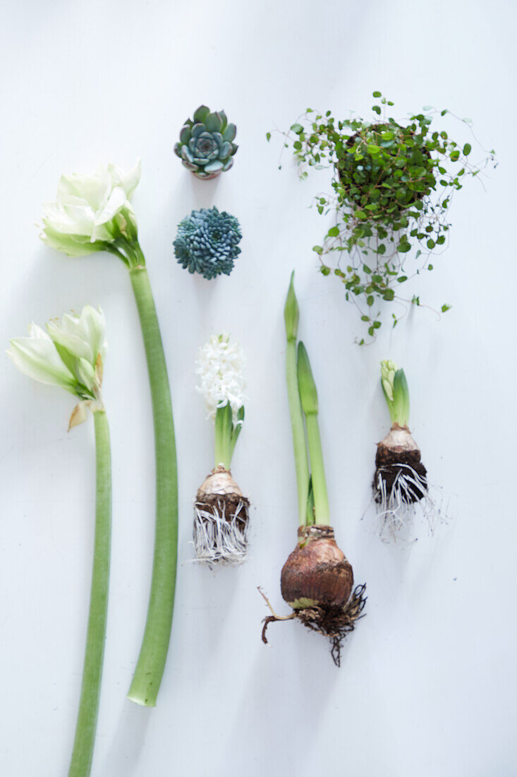 Weiße Amaryllis, Hyazinthen, Sukkulenten und Pilea glauca