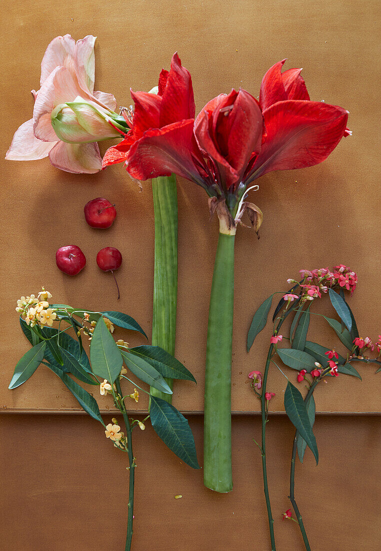 Pink and red amaryllis with red and soft yellow euphorbias