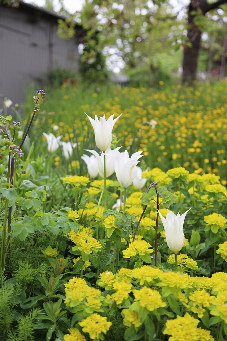 Beet mit Wolfsmilch (Euphorbia epithymoides) und Tulpe (Tulipa) 'White Triumphator'