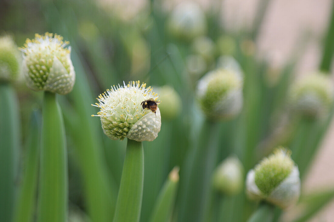 Winter hedge onion (Allium fistulosum), flower with insect, portrait