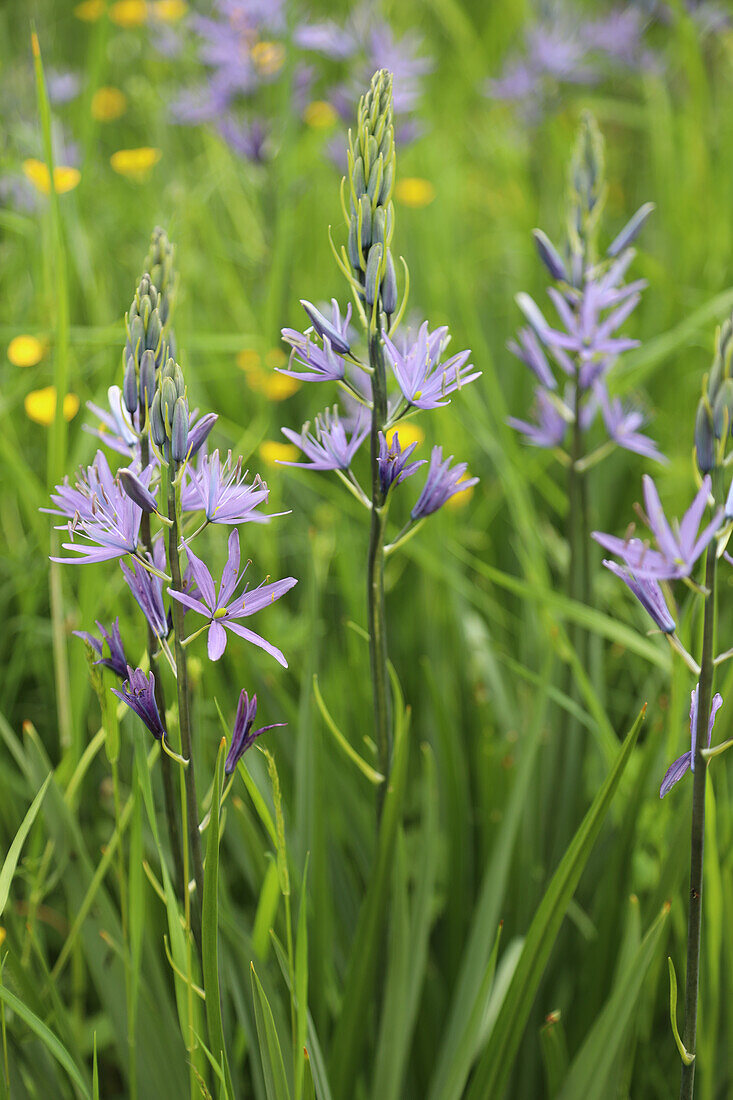 Prairie lily (Camassia leichtlinii) in flower meadow