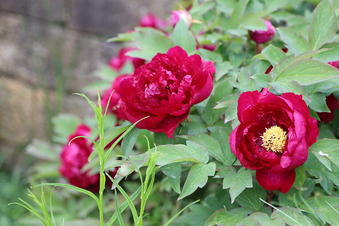 Shrub peony (Paeonia), flowering in the bed
