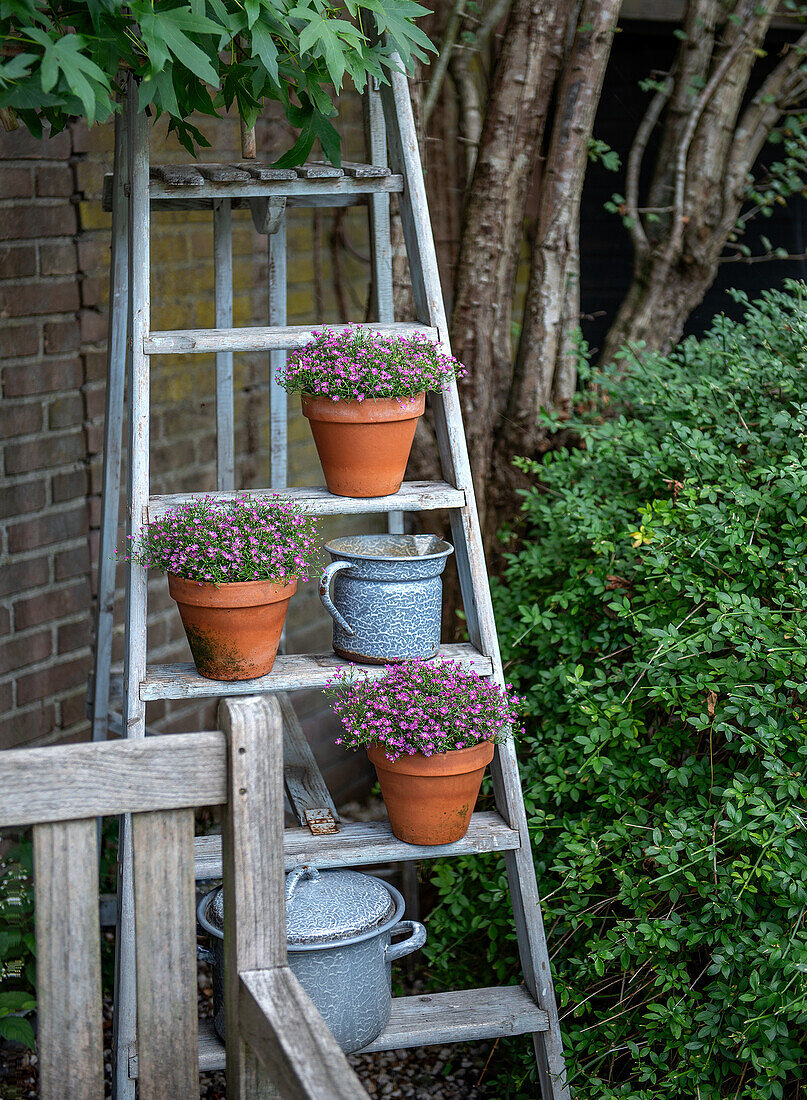 Blumen in Tontöpfen und und rustikalem Geschirr auf alter Leiter im Garten