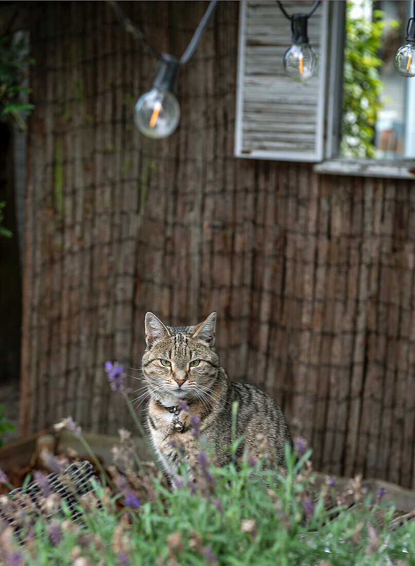 Getigerte Katze im Garten