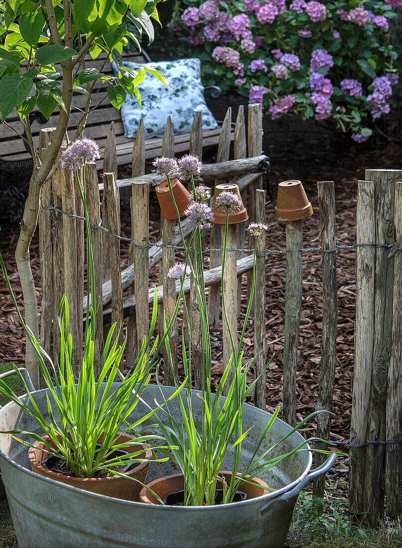 Blüten-Lauch (Allium) in Zinkwanne im ländlichen Garten