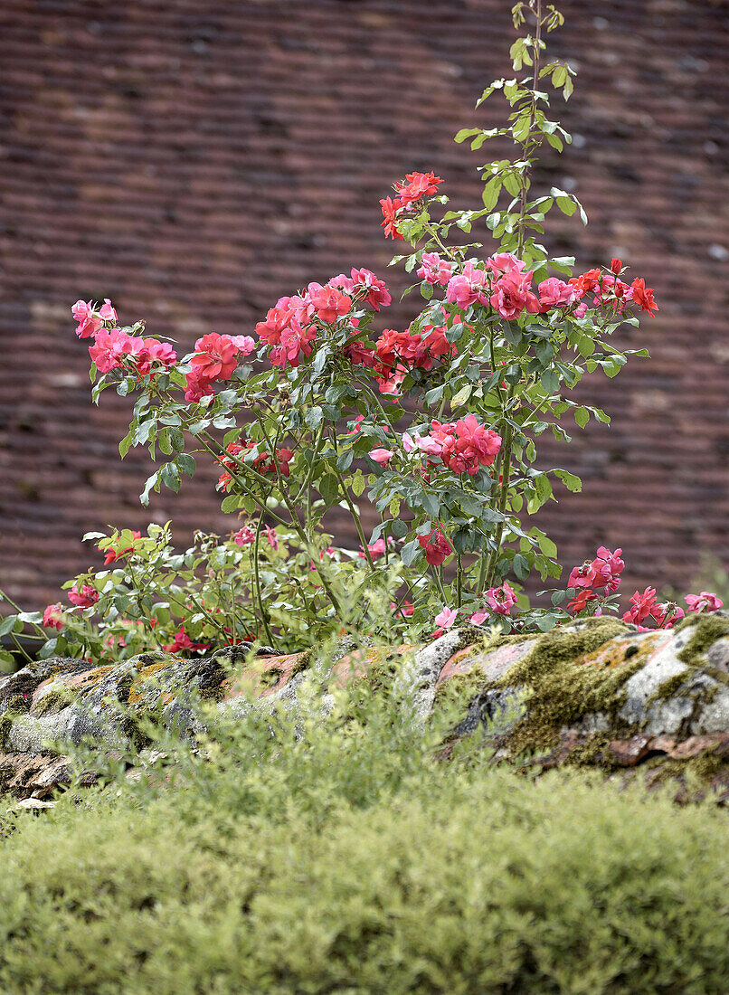 Shrub rose (Rosa) blooms in front of a brick wall