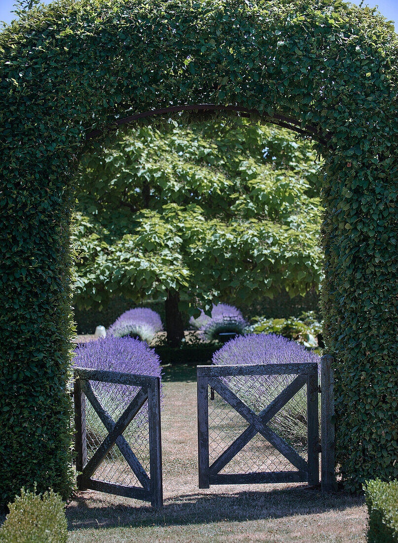 Garden gate framed by hedge arch with flowering lavender bushes behind it