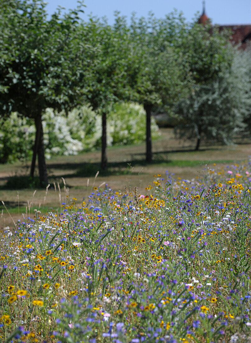 Blooming wildflower meadow with fruit trees in the background