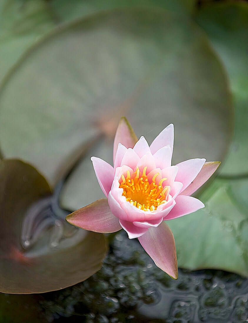 Water lily (Nymphaea) in bloom on a pond with green leaves