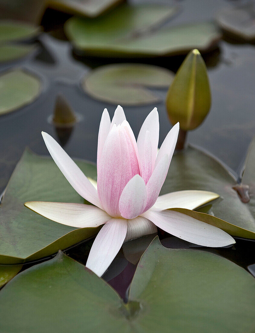 Seerose (Nymphaea) auf Teich mit grünen Seerosenblättern