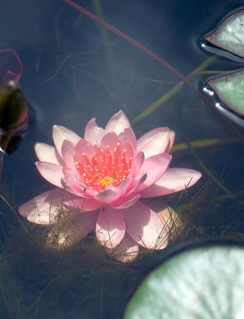 Water lily (Nymphaea) in a garden pond with sunlight reflections