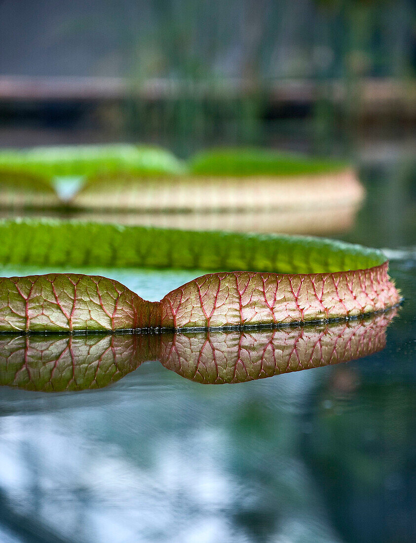 Water lily leaves (Nymphaeaceae) on a calm body of water