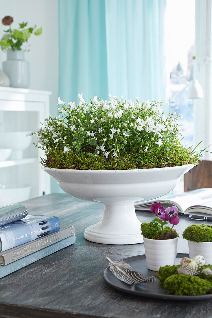 Pedestal bowl with white bellflower (Campanula) planted and primrose in pots on a table