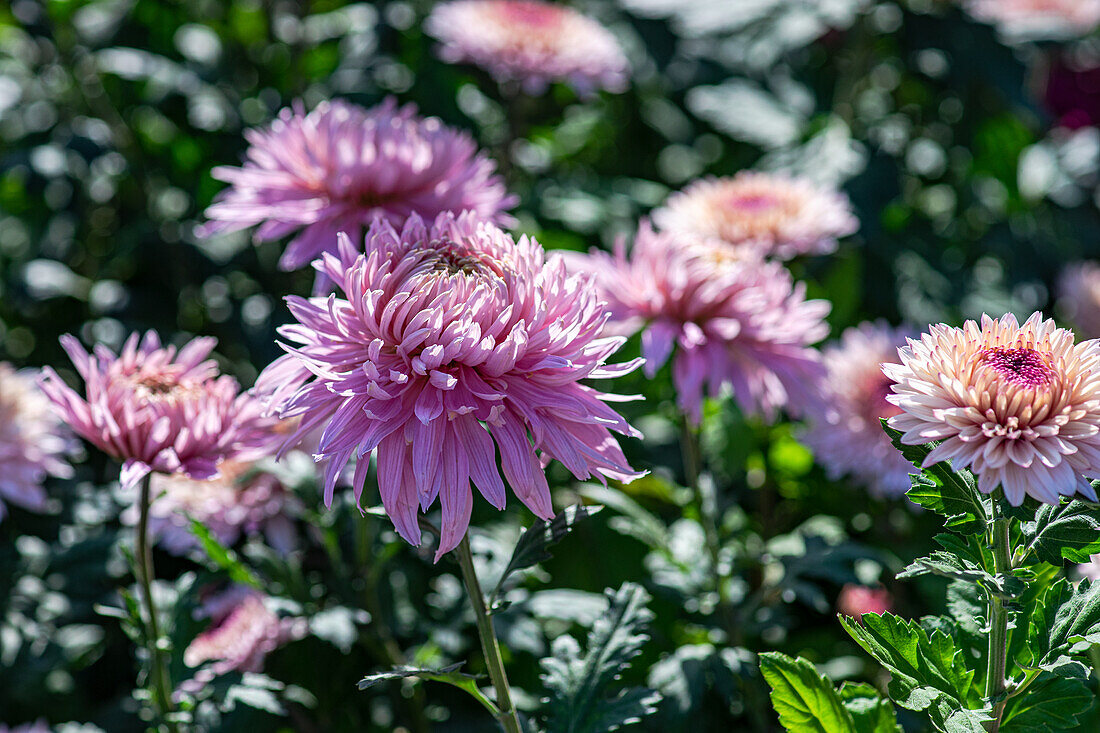 Pinkfarbene Chrysanthemen (Chrysanthemum) im Garten