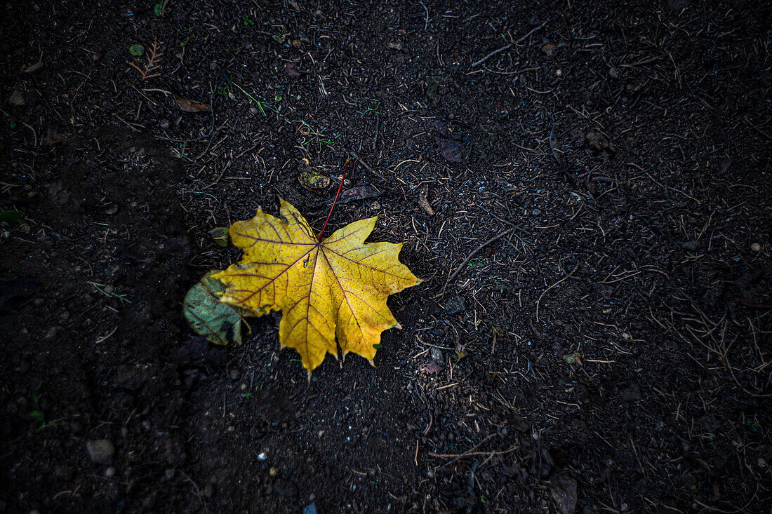 Bright yellow maple leaf on dark ground background