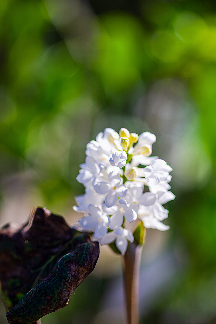 White lilac (Syringa), flower umbel