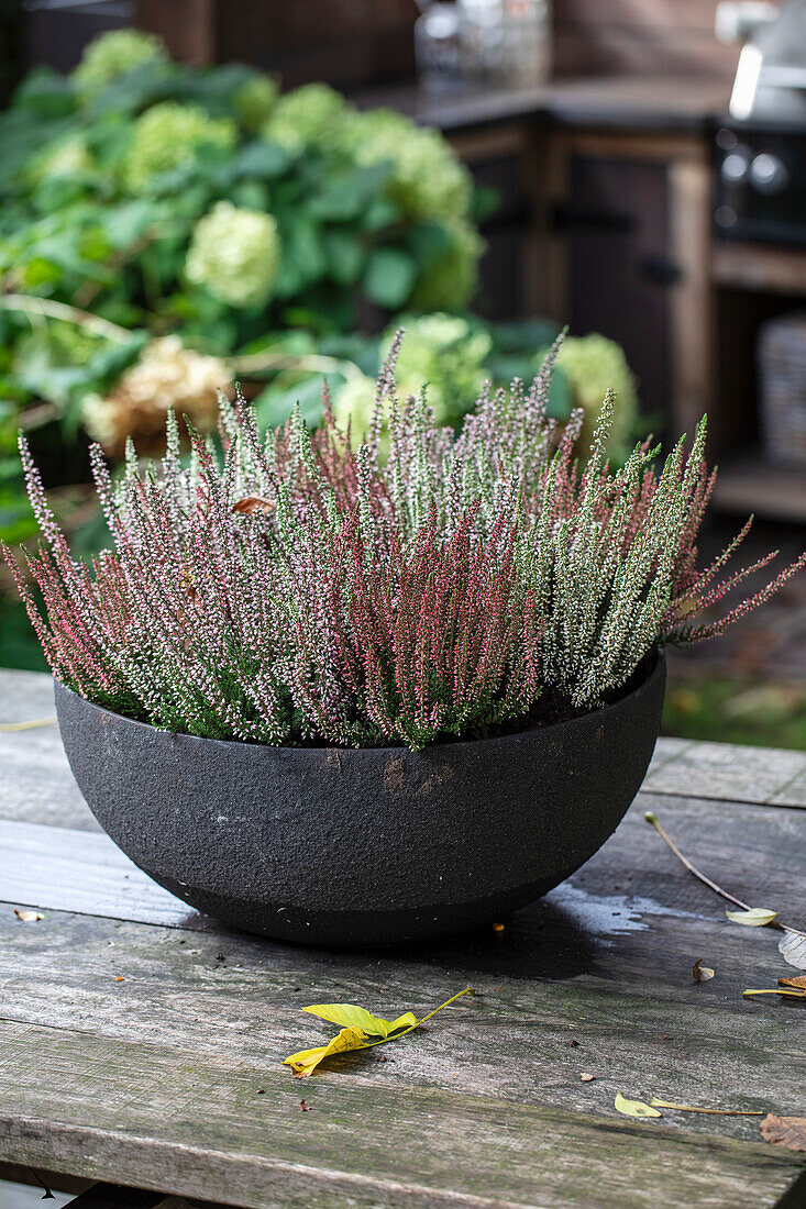 Heidekraut (Calluna vulgaris) auf Holztisch im Garten