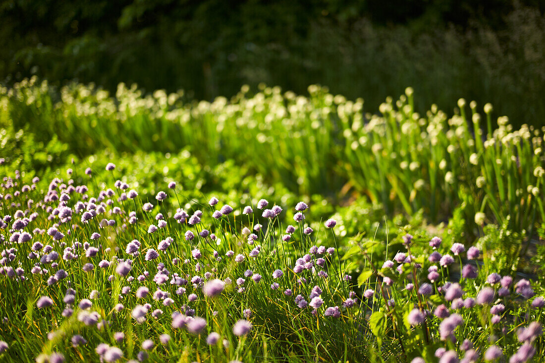 Blühender Schnittlauch (Allium schoenoprasum) im Gartenbeet