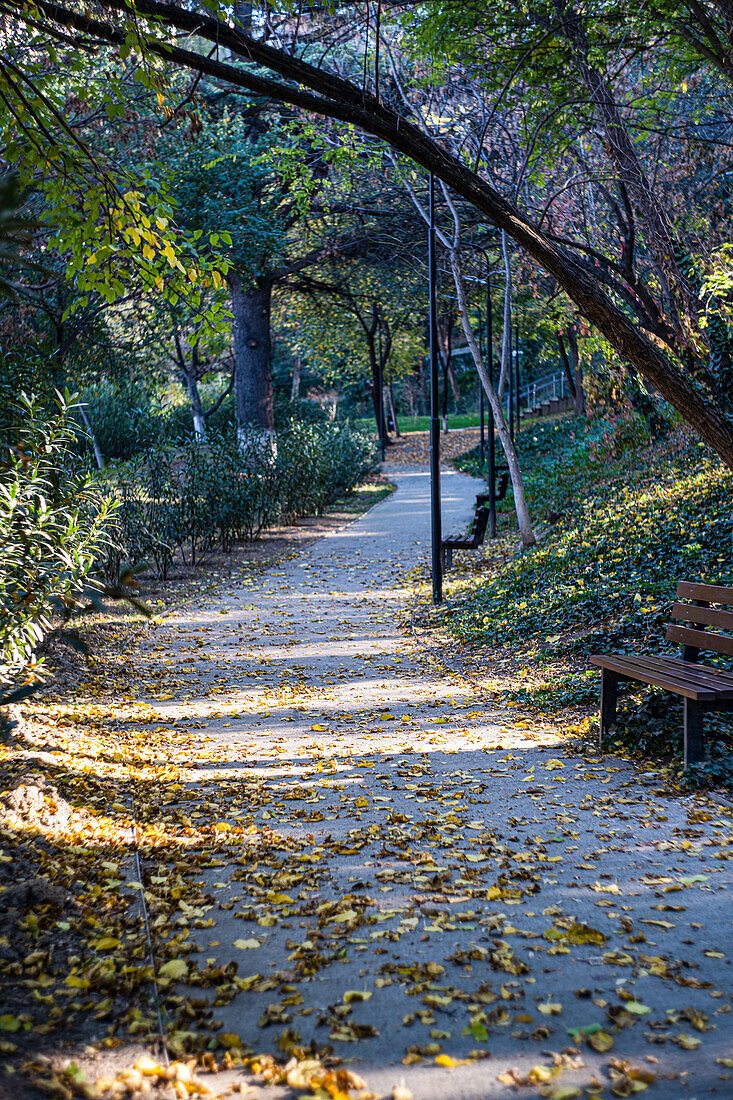 Path in autumn park with bench