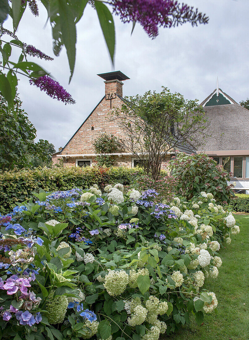 Garten mit blühenden Hortensien (Hydrangea) vor einem Backsteinhaus im Sommer