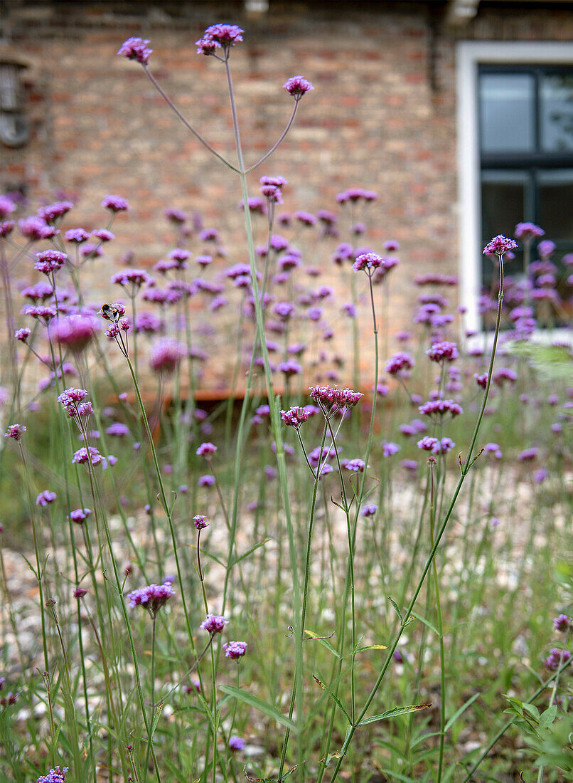 Lilafarbene Eisenkrautblüten (Verbena bonariensis) im Garten vor Backsteinwand