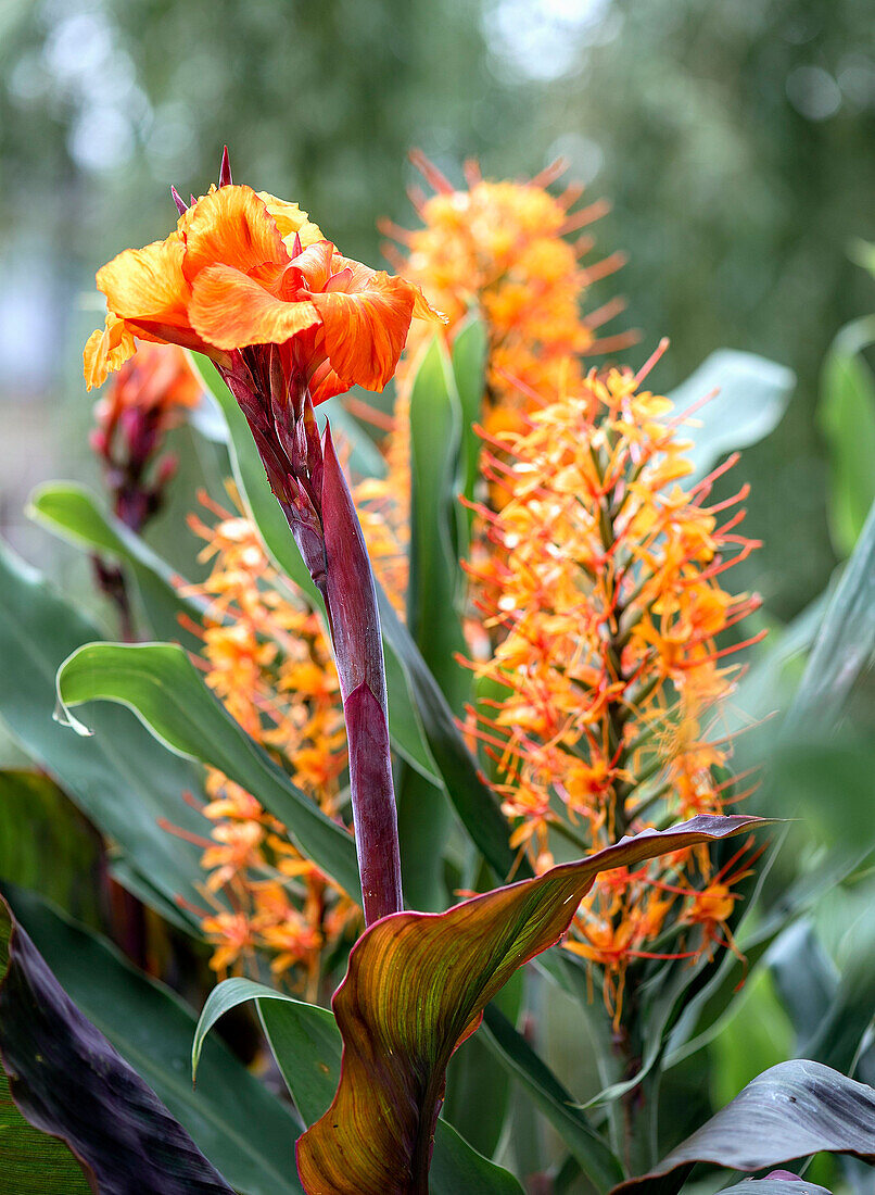 Orangenes Indisches Blumenrohr (Canna indica) im Garten