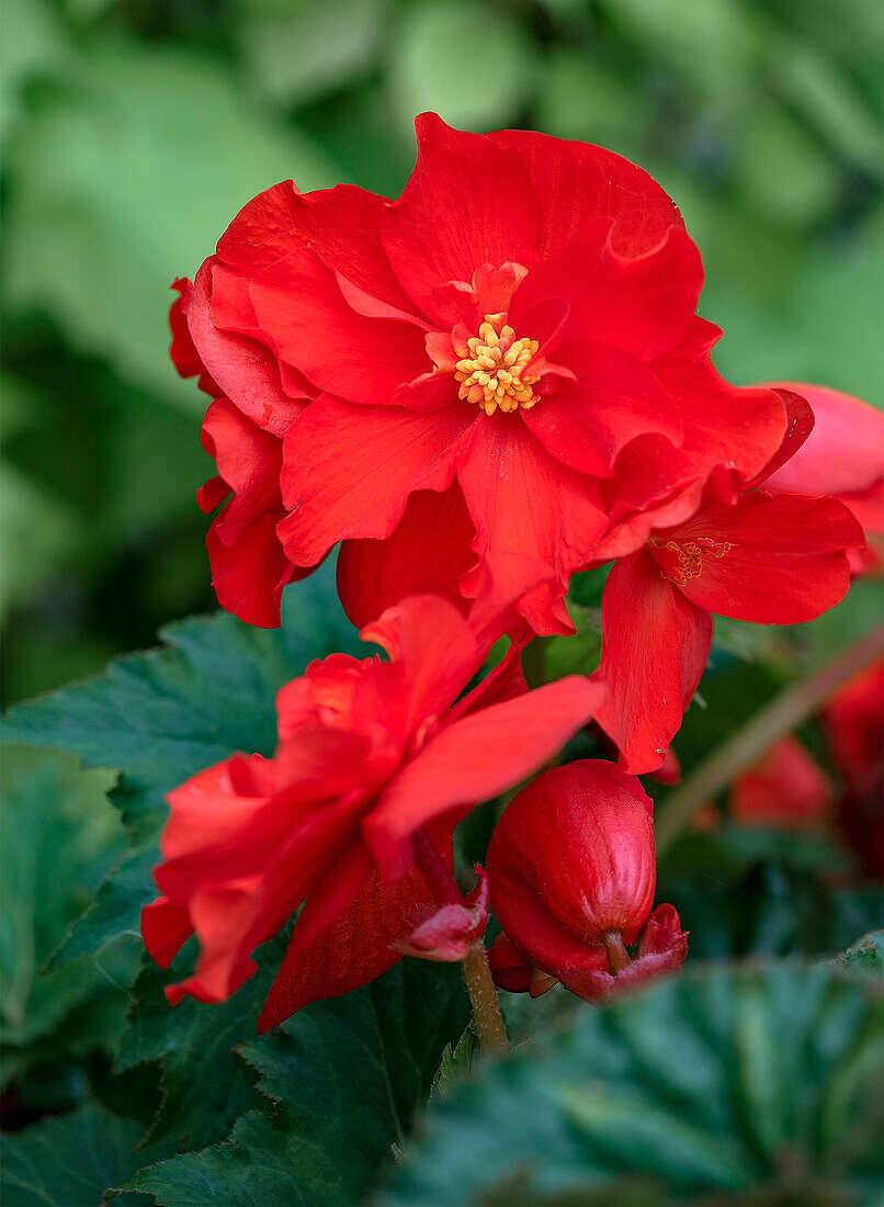 Knollenbegonie (Begonia tuberhybrida) mit leuchtend roten Blüten im Garten