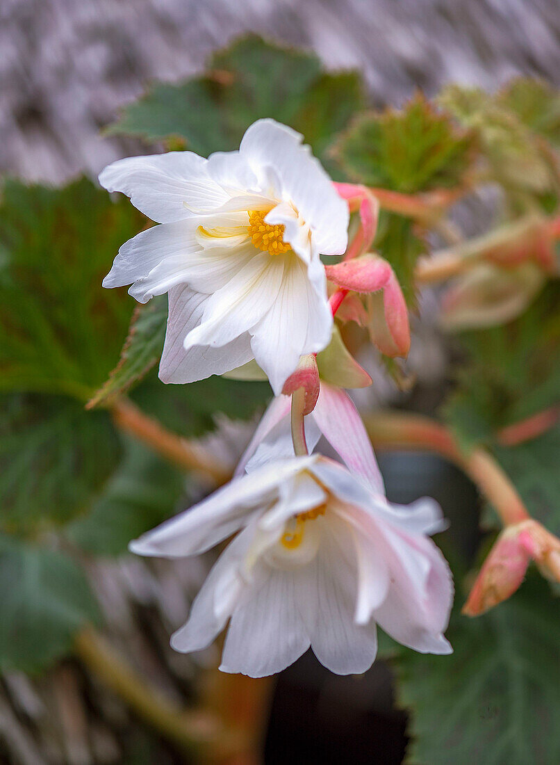 Begonie (Begonia) mit weißen Blüten im Garten