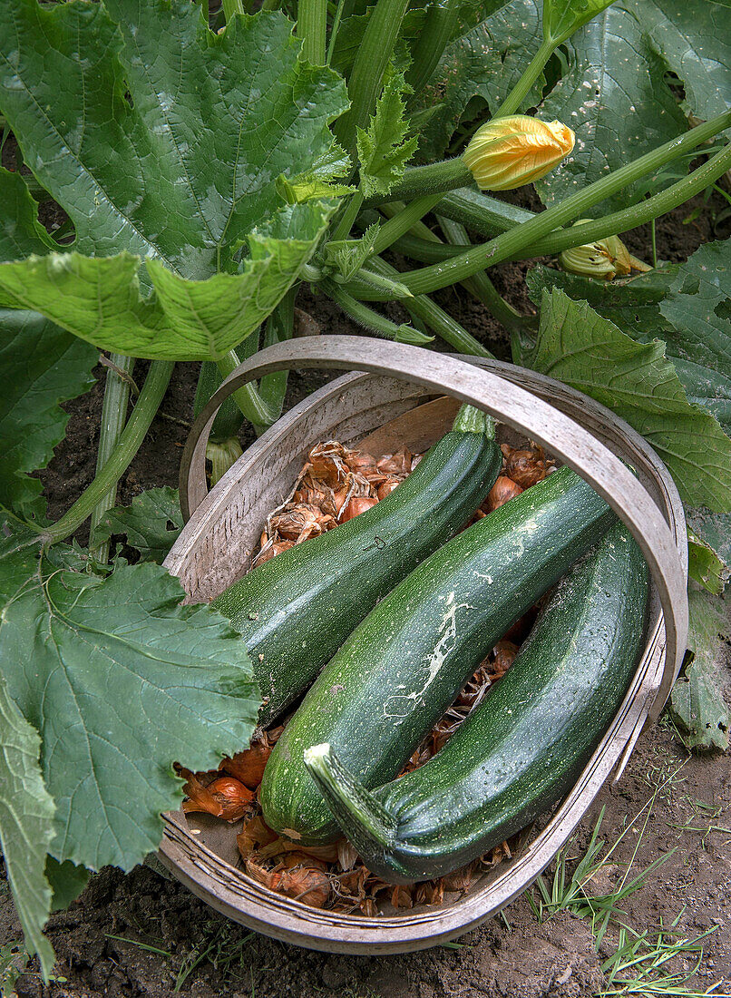 Freshly harvested zucchini and onions in a wicker basket