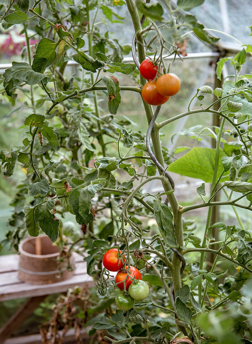 Tomatenpflanze mit reifen Tomaten im Gewächshaus