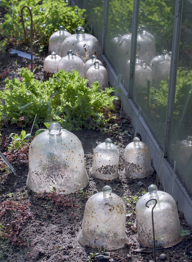 Gemüsebeet mit Glasglocken zum Schutz der Pflanzen im Garten