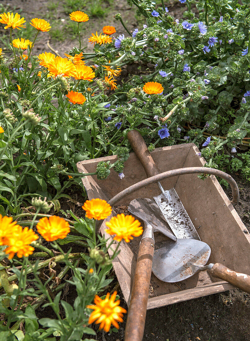 Blooming marigolds in the garden next to garden tools in wooden box