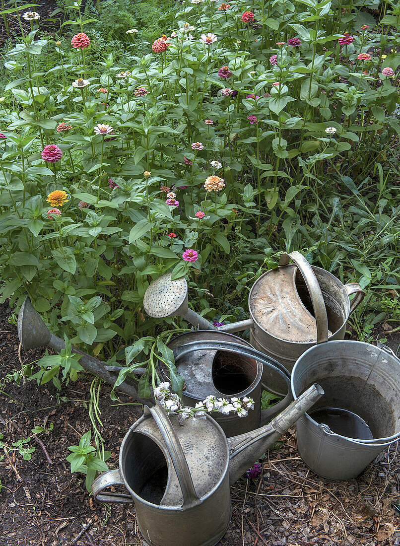 Zinc watering cans and buckets in a blooming summer garden