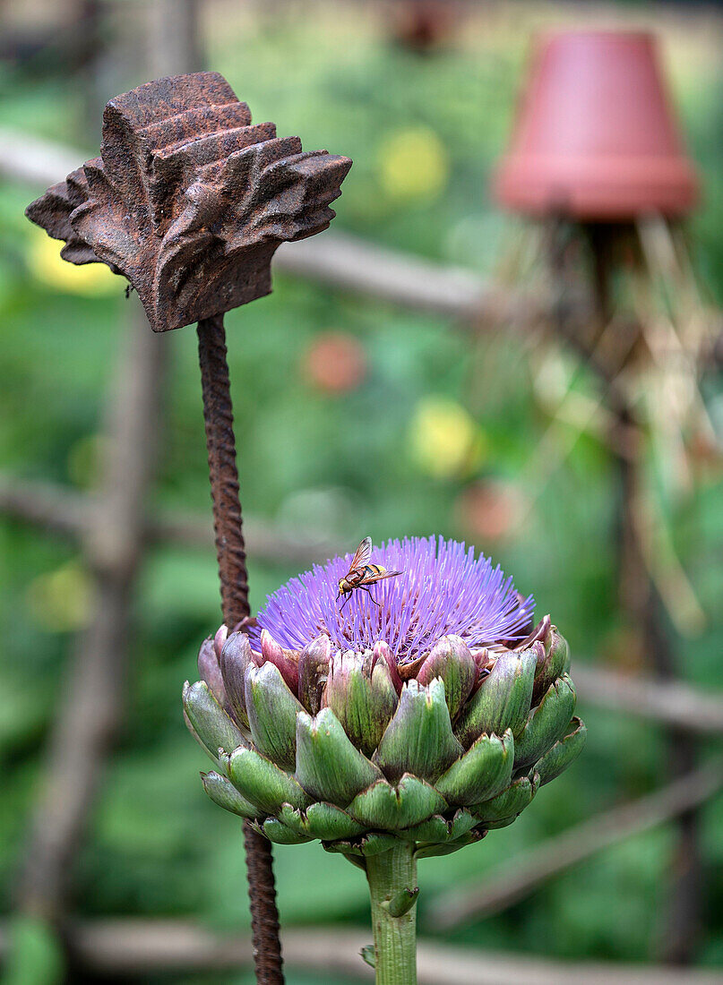 Artischockenblüte mit Biene im Garten