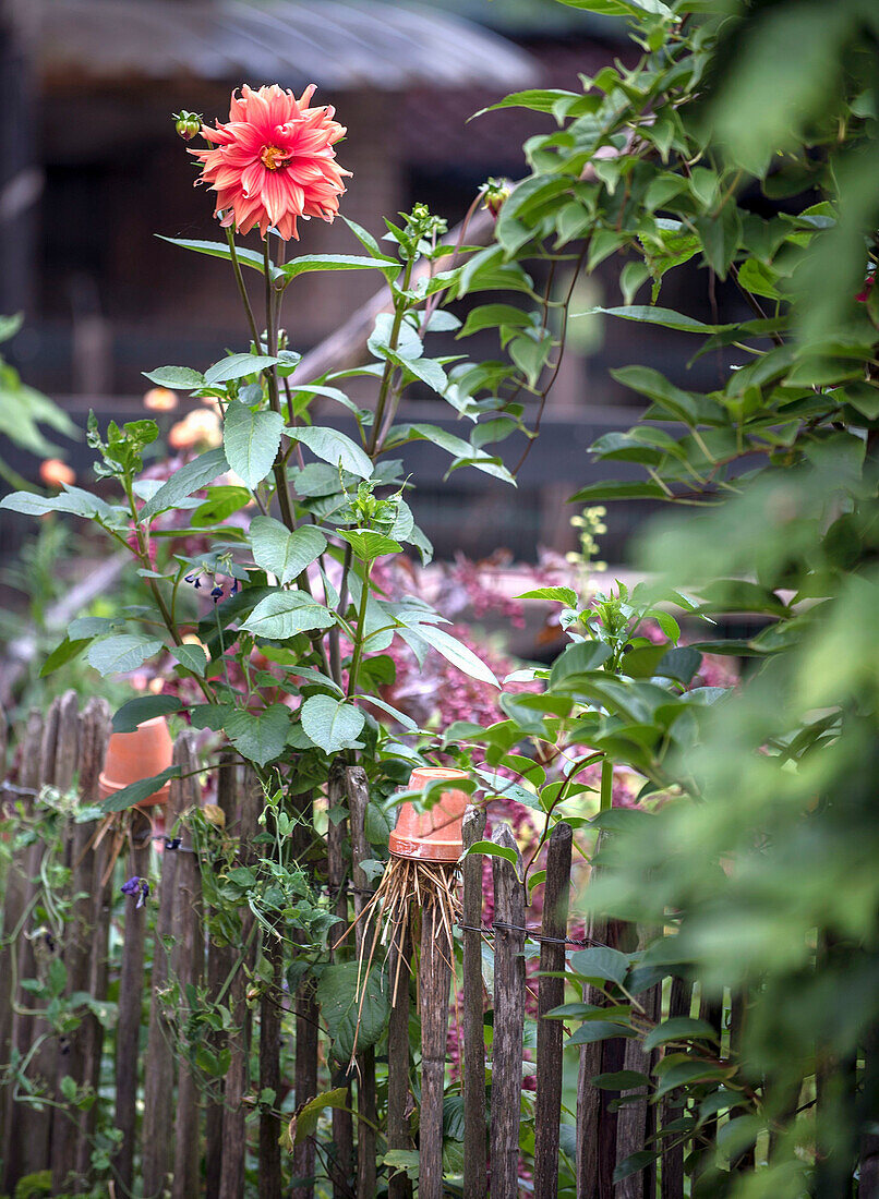 Rote Dahlie (Dahlia) im ländlichen Garten hinter Holzzaun